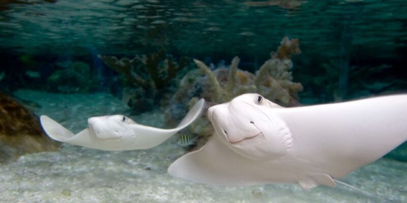 SEA LIFE Arizona Aquarium General Admission - Practical Tips for Visiting