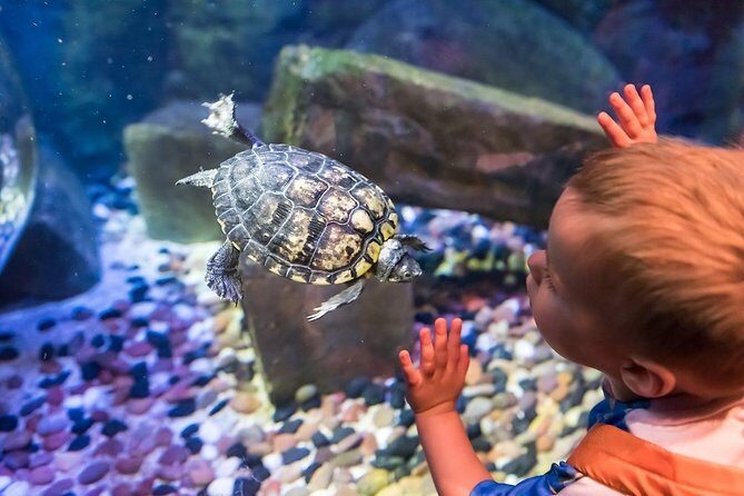 SEA LIFE Brighton Admission Ticket - A Closer Look at the Itinerary and Highlights