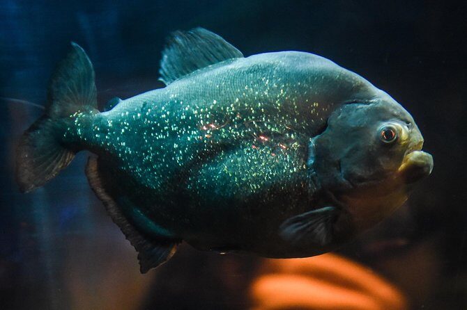 SEA LIFE Brighton Admission Ticket - Practical Details and Tips