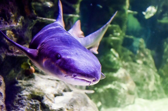 SEA LIFE Brighton Admission Ticket - FAQ