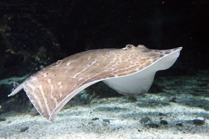 SEA LIFE Great Yarmouth - Who Is This Tour Best For?