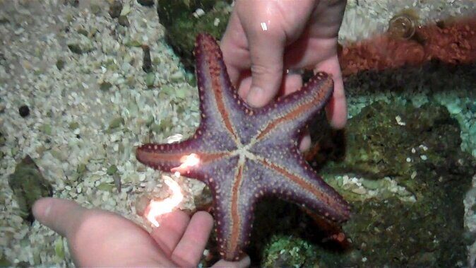 SEA LIFE Hannover Ticket - Final Thoughts