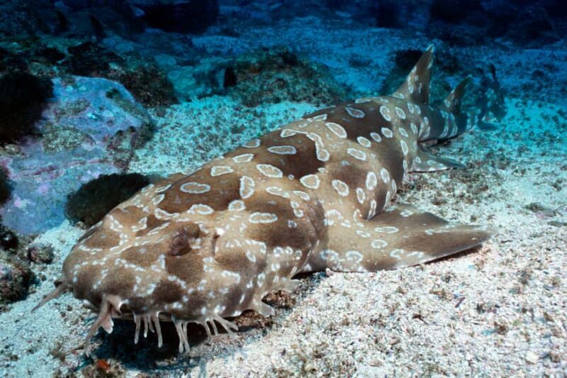 Sea Life Kelly Tarlton's Aquarium General Admission - A Closer Look at the Aquarium Experience