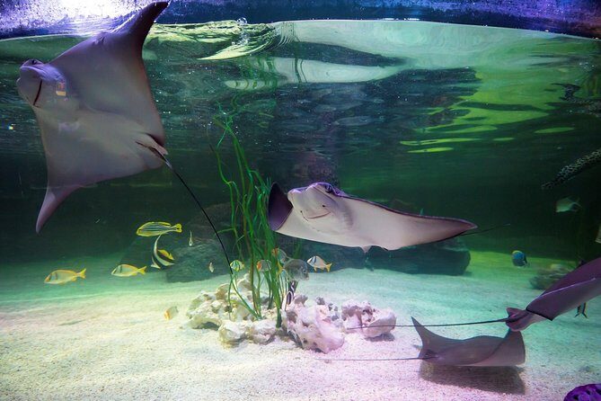 SEA LIFE Loch Lomond General Admission Ticket - Who Should Consider This Tour?