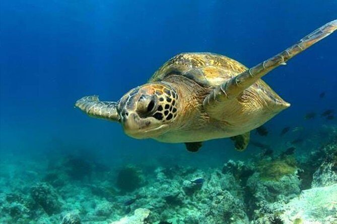 SEA LIFE Manchester Admission Ticket - What to Expect from Your Visit to SEA LIFE Manchester