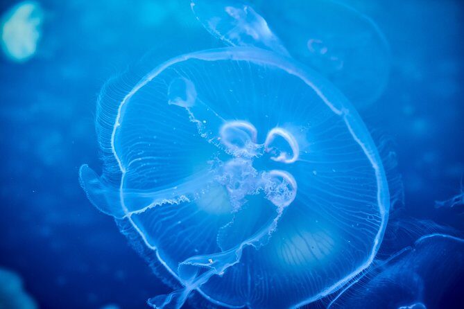 SEA LIFE Melbourne Aquarium Admission Ticket - Key Points