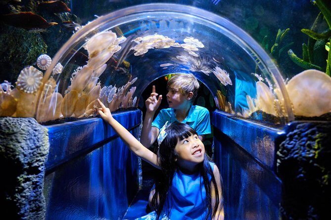 SEA LIFE Melbourne Aquarium Admission Ticket - What to Expect at SEA LIFE Melbourne Aquarium