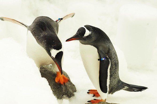 SEA LIFE Melbourne Aquarium Admission Ticket - Authentic Feedback from Visitors