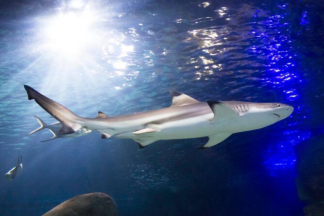 SEA LIFE Munich Admission Ticket - Final Thoughts