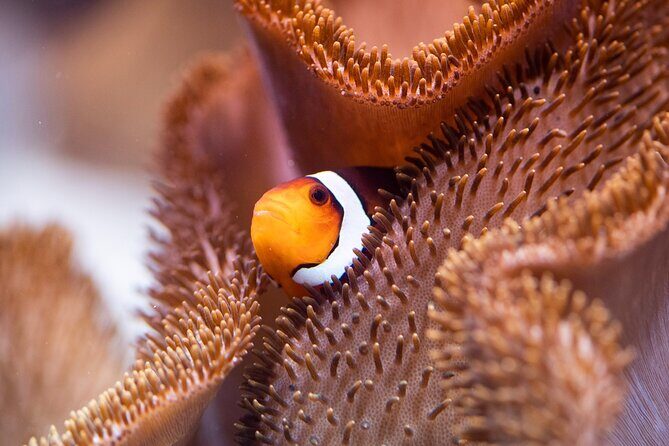 SEA LIFE Munich Admission Ticket - FAQ
