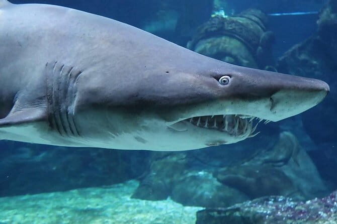 SEA LIFE Ocean World in Bangkok Admission Ticket - What Travelers Are Saying