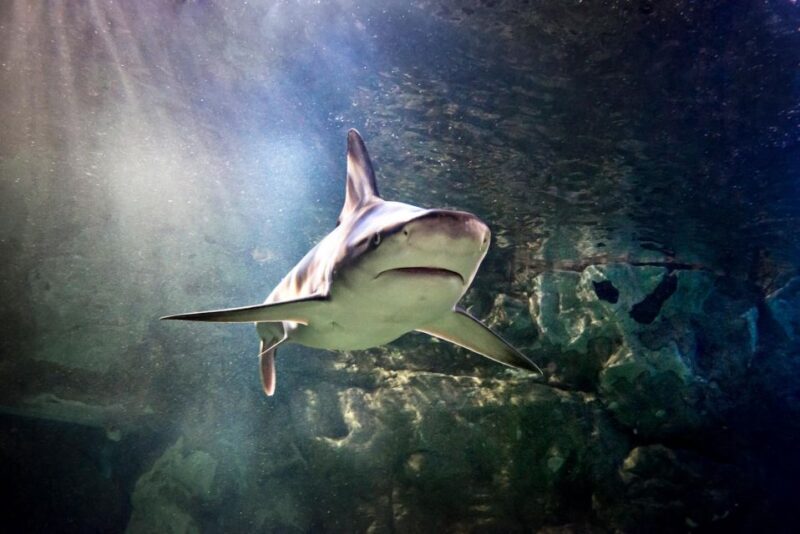 SEA LIFE Paris: Admission Ticket - FAQ