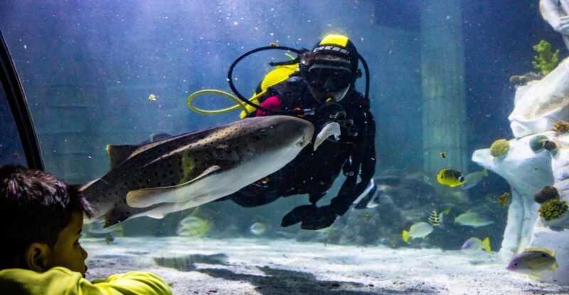 SEA LIFE Porto Full-Day Entrance Ticket - An In-Depth Look at SEA LIFE Porto