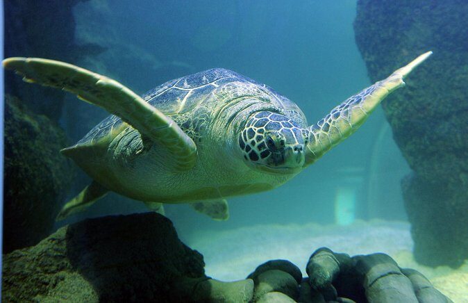 SEA LIFE San Antonio Admission Ticket - What the Reviews Say