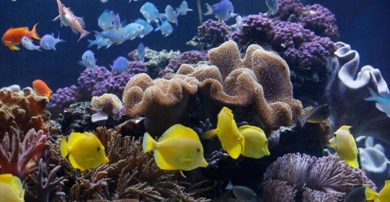 Sea Life Speyer Ticket - Practical Details for Your Visit