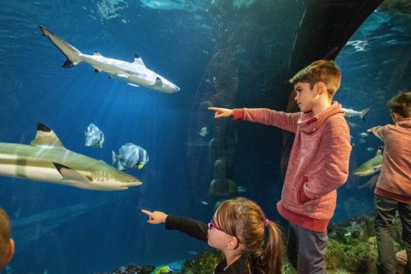 Sea Life Speyer Ticket - The Sum Up: Is Sea Life Speyer Worth Your Time?