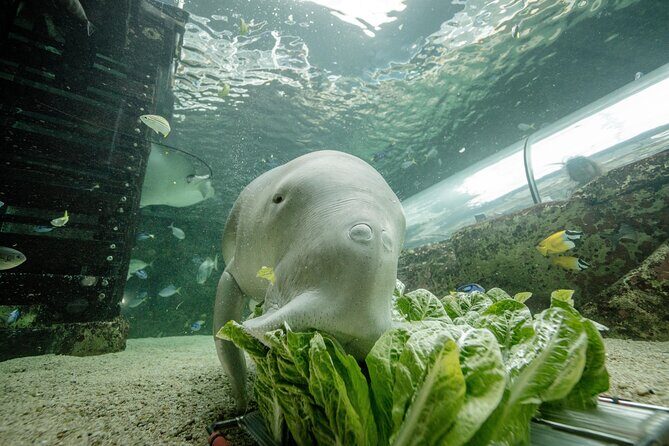 SEA LIFE Sydney Aquarium Entrance Ticket - Key Points