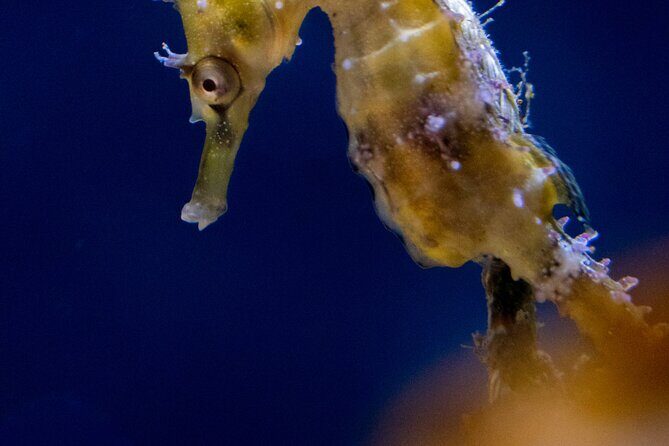 SEA LIFE Sydney Aquarium Entrance Ticket - Who Should Visit?