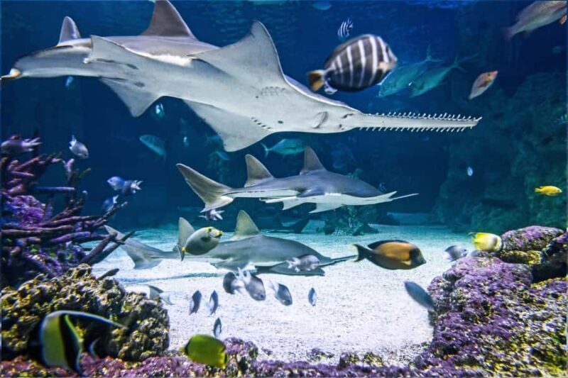 SEA LIFE Sydney Aquarium Entry Ticket - The Sum Up: Is It Worth It?