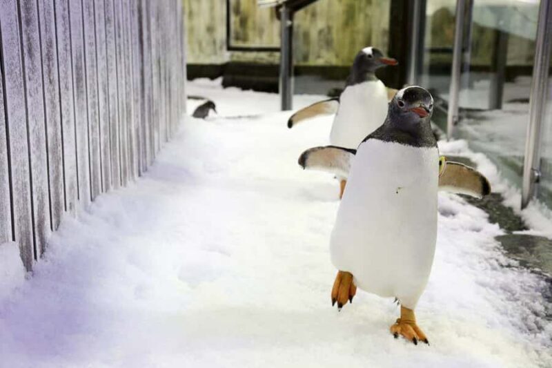 SEA LIFE Sydney Aquarium Entry Ticket - FAQ