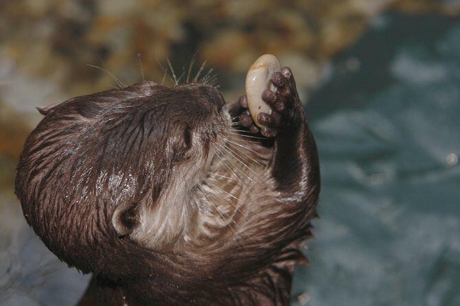 SEA LIFE Timmendorfer Strand Admission Ticket - Who Might Be Less Thrilled?