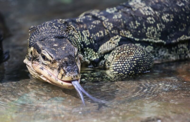 SEA LIFE Timmendorfer Strand Ticket - The Sum Up