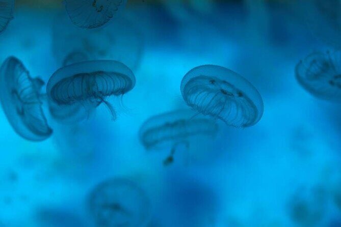 SEA LIFE Weymouth Admission Ticket - FAQ