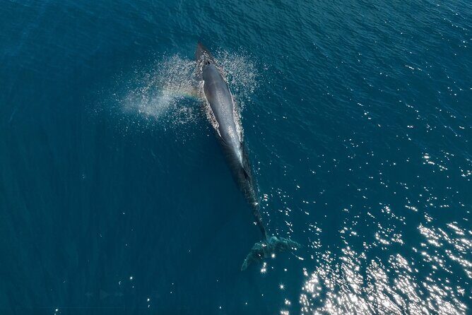 Sea Lion Snorkel Adventure at Espíritu Santo Island - What’s Included and What to Consider