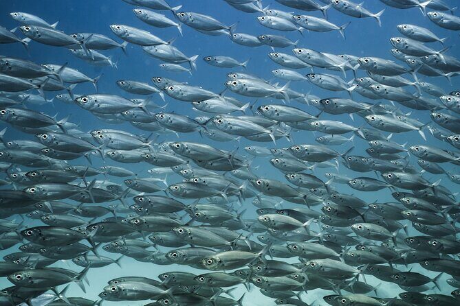 Sea Lion Snorkel Adventure at Espíritu Santo Island - Price and Value