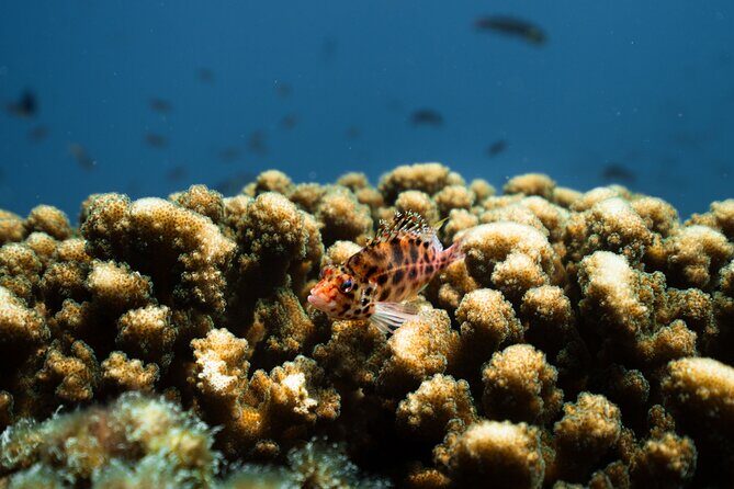 Sea Lion Snorkel Adventure at Espíritu Santo Island - Authenticity and Experience