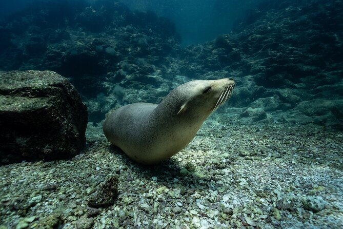 Sea Lion Snorkel Adventure at Espíritu Santo Island - FAQ