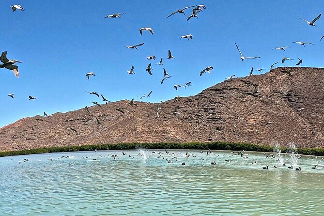 Sea Lions & Mega-Paddleboard Tour in Espiritu Santo - Limitations and Considerations