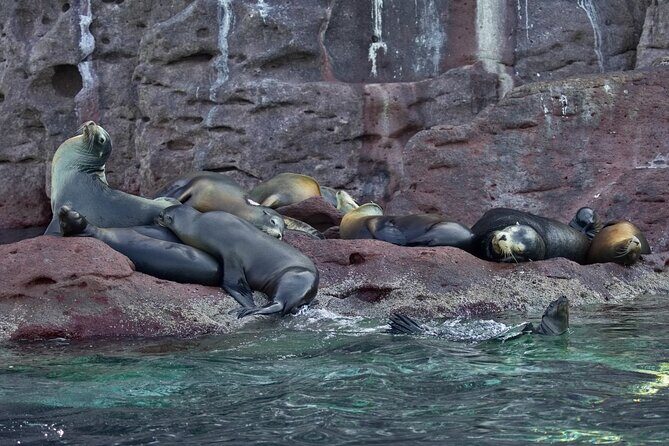 Sea Lions & Mega-Paddleboard Tour in Espiritu Santo - Who This Tour Is Best For