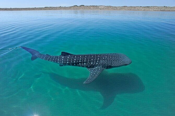 Sea of Cortez Combo: Whale Sharks, Sea Lions & Balandra Beach - FAQ