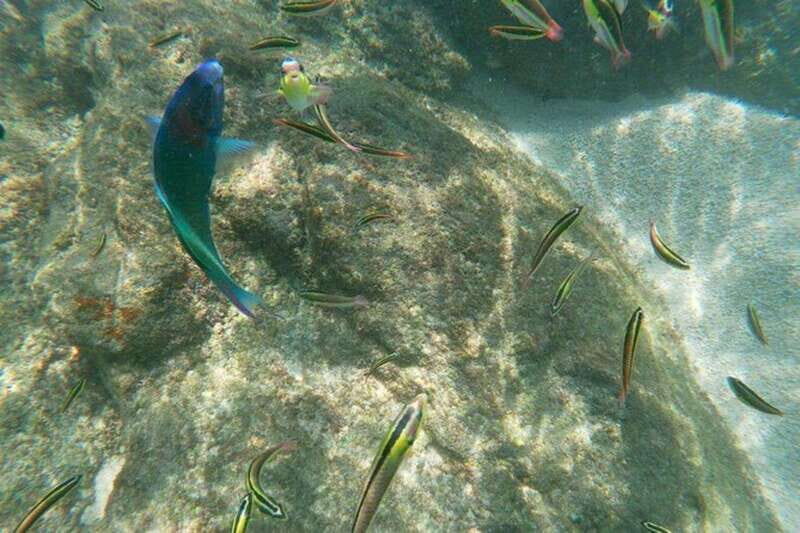 Sea of Cortez: Unforgettable Snorkeling Experience - Final Thoughts