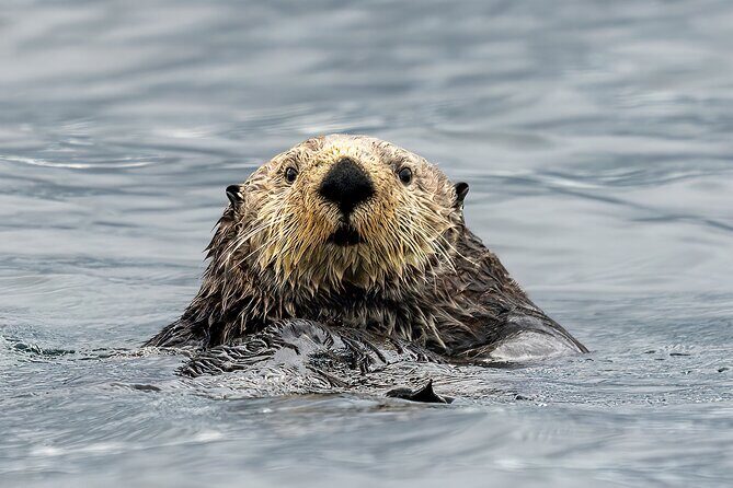 Sea Otter and Whale Watching Tour on Northern Vancouver Island - An Authentic Marine Wildlife Adventure on Northern Vancouver Island