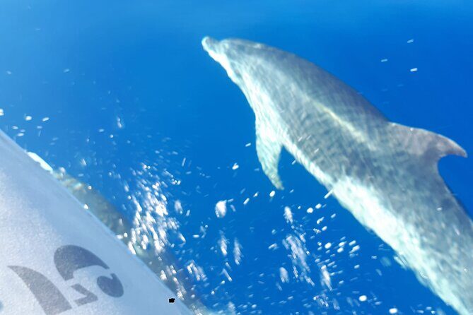 SEA SAFARI, Dolphins, Whales, snorkeling, snack and drink, 2 h speedboat - Final Thoughts