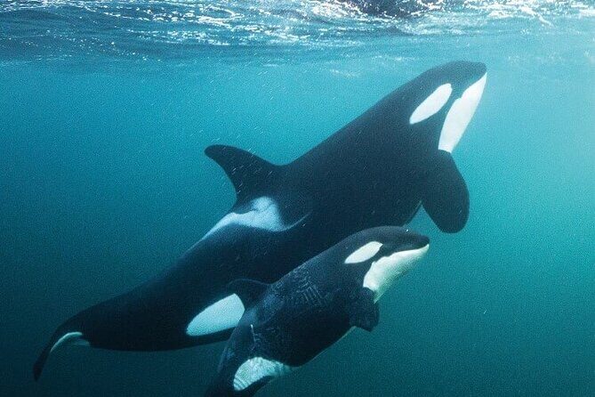 Sea Safari - Explore All The Wonders of The Sea of Cortez - Key Points