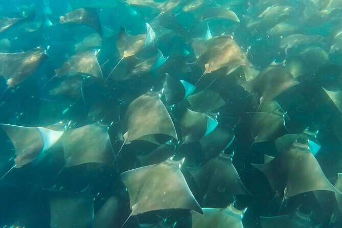 Sea Safari - Explore All The Wonders of The Sea of Cortez - A Closer Look at the Itinerary