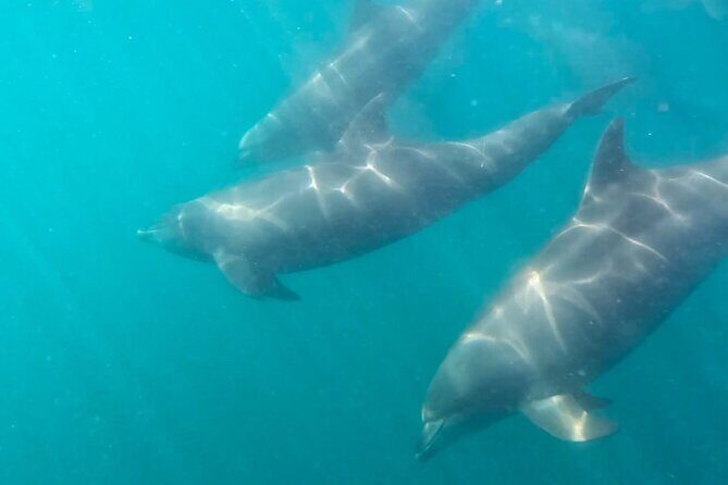 Sea Safari - Explore All The Wonders of The Sea of Cortez - Analyzing the Cost and Overall Value