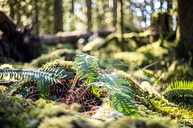 Sea to Sky Discovery Tour - What to Expect on the Sea to Sky Discovery Tour