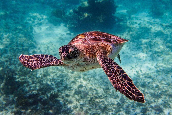 Sea turtle and cenotes half day Snorkeling Tour from Riviera Maya - The Sum Up