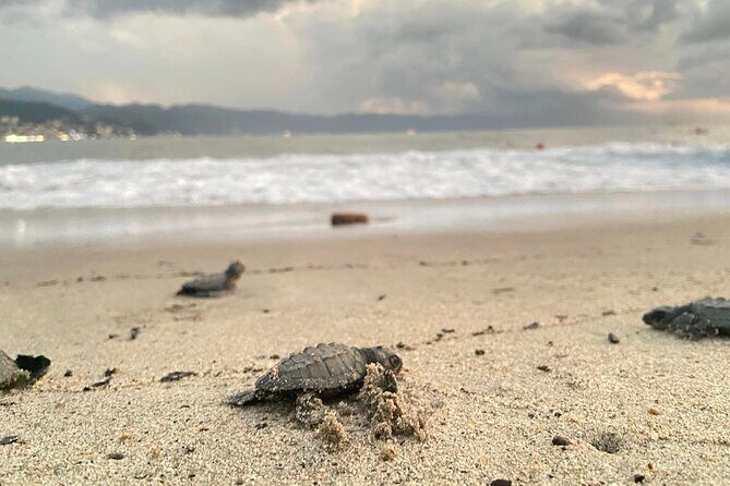Sea Turtle Conservation Release Puerto Vallarta - An In-Depth Look at the Experience