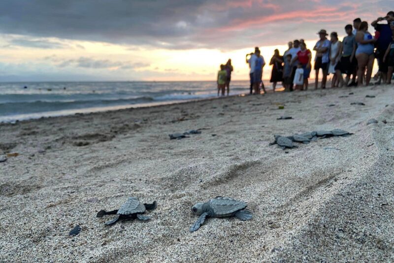Sea Turtle Conservation Release Puerto Vallarta - Final Thoughts