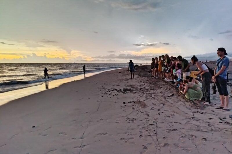 Sea Turtle Conservation Release Puerto Vallarta - FAQ