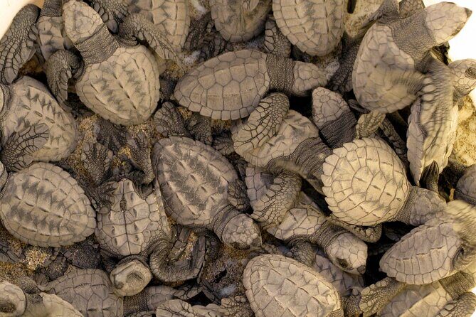 Sea Turtle Release  A Puerto Vallarta Conservation Adventure - Who Should Consider This Tour?