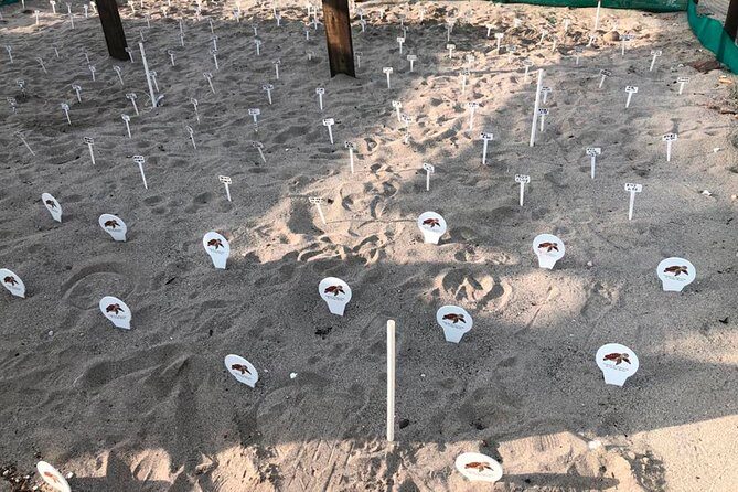 Sea Turtle Release  A Puerto Vallarta Conservation Adventure - FAQ