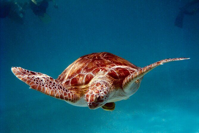 Sea Turtle Sanctuary In Akumal With Cenotes - A Practical Breakdown of the Tour