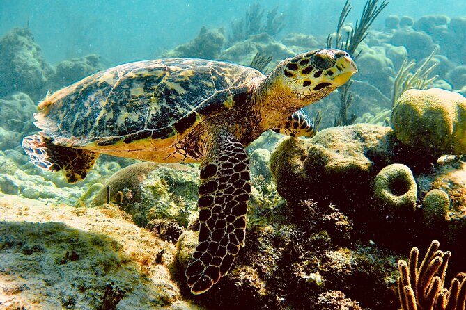 Sea Turtle Sanctuary In Akumal With Cenotes - What Travelers Say