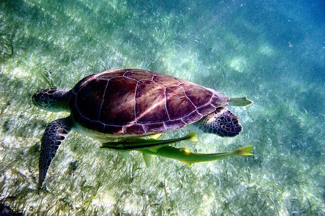 Sea Turtle Sanctuary In Akumal With Cenotes - FAQ